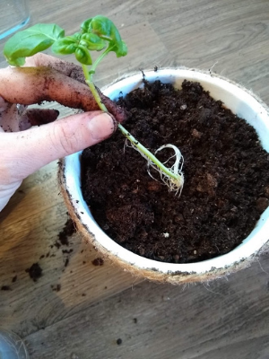 Planting in Paint Pots